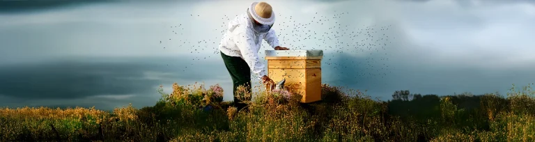 Imker im Schutzanzug an einer Bienenkiste auf einer Blumenwiese, umgeben von einem Bienenschwarm
